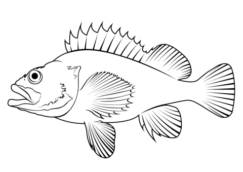 Rose Fish (Sebastes Norvegicus) Coloring Page